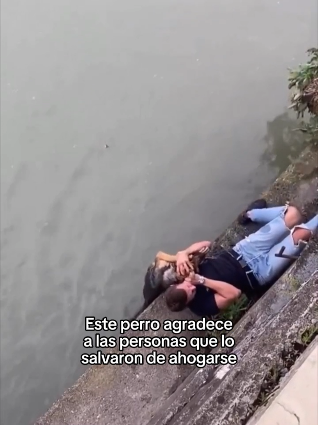 Los animales son muy puros para nosotros #wholesome #animals #animales #mascotas #fyp 