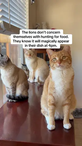 They have us trained #fyp #catoftiktok #cats #catswiththumbs #polydactylcat 