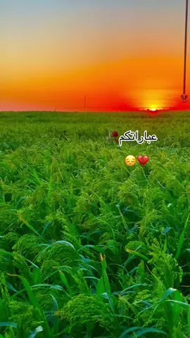 #عباره_للفيديو🙂💔 #تصويري #تصويري #تصويري_احترافي_الاجواء👌🏻🕊😴 #مجرد________ذووووووق🎶🎵💞 