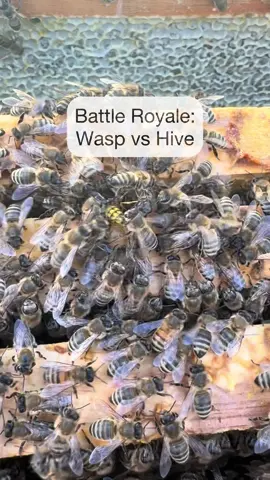 YELLOW JACKET WASP VS. HONEYBEES #natureisscary #honeybees #wasp #backyardbeekeeper #bees
