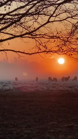 Sunrise  #nature #naturevideos #naturetiktok #naturelovers #sunrise 