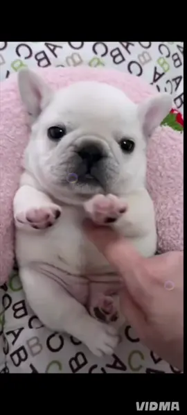 Wash my belly clean my belly pibble🫧#pibblelove #fypシ゚viral #puppy 