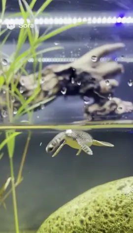 It’s sooo tiny and cute! What should its name be? #fyp #pets #cryptid #cute #animals 