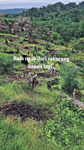 #CapCut ,petani sawit  🌴. #fypppppppppppp