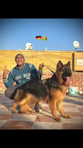 #dog #germany🇩🇪 #كلاب #الماني 
