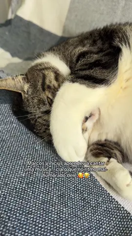 Marcos Vinicius aprendeu a contar um música… claro que no ritmo mal-humorado dele 🥰😂 #gatosgraciosos #gatos #humortiktok #gatosfofos #gato 