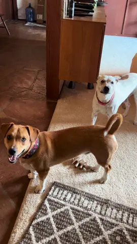 #dogsoftiktok #dogmom #doghouse #doglover #mydog 