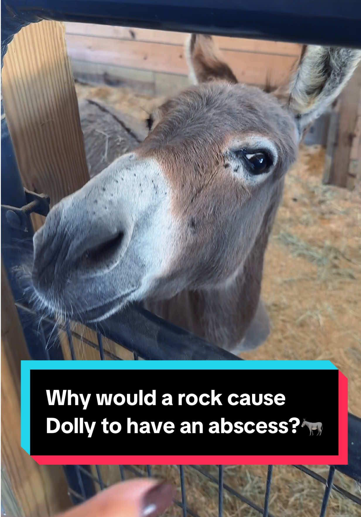 Why would a rock cause Dolly to have an abscess?🫏 #minidonkey #equinecare #minidonkeysoftiktok #hoofabscess #hoofcare 