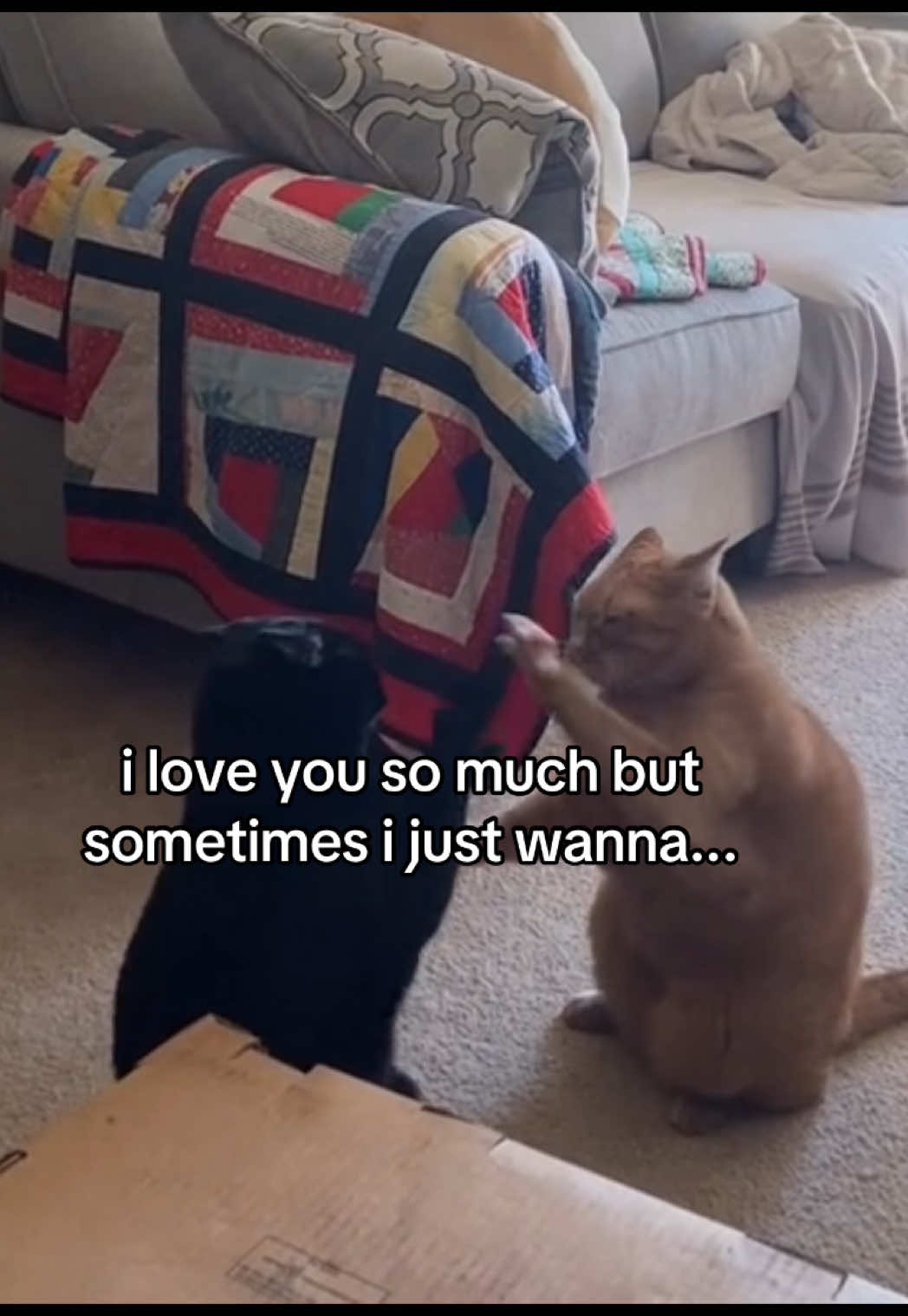 #catsoftiktok #catmeme #relationshipmemes #relatable #couplecomedy 