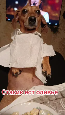 #такса #стасик #молдова🇲🇩 #стасипякия #оливье