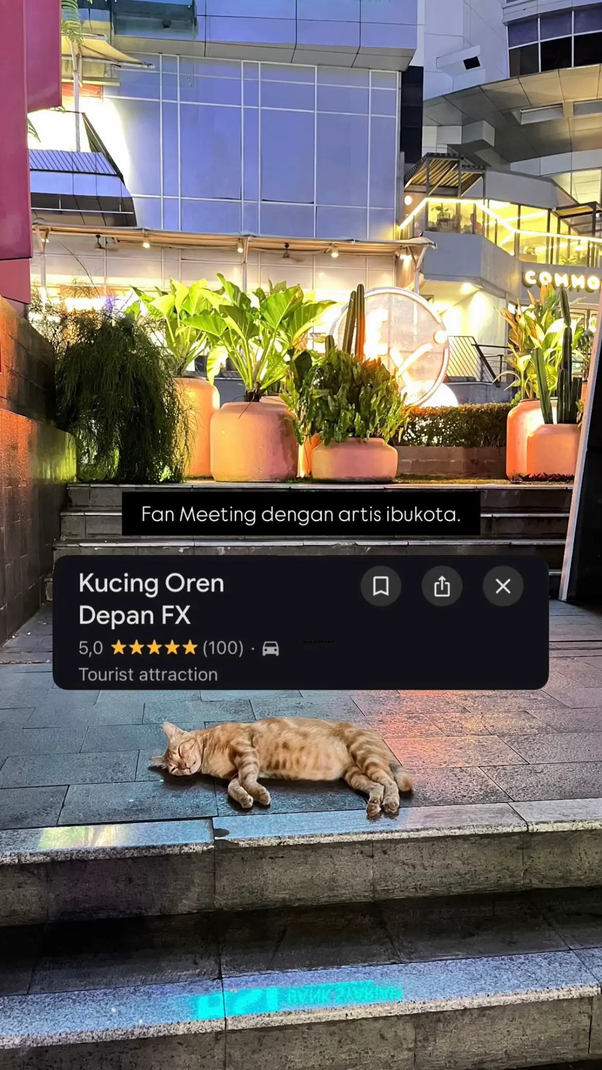 Udh dibuktikan sendiri fenomena artis berbulu Kucing Oren Fx Sudirman emang nyata ✨  Friendly kok kalo pat-pat nya di area ubun-ubun sampe leher dagu. Kalo leher belakang aplg badan limit pat-patnya dikit banget 😭😭😂 Awas doi nanti ngamuk. Sehat-sehat & panjang umur meng! #kucingoren #kucing #fxsudirman #jakarta 