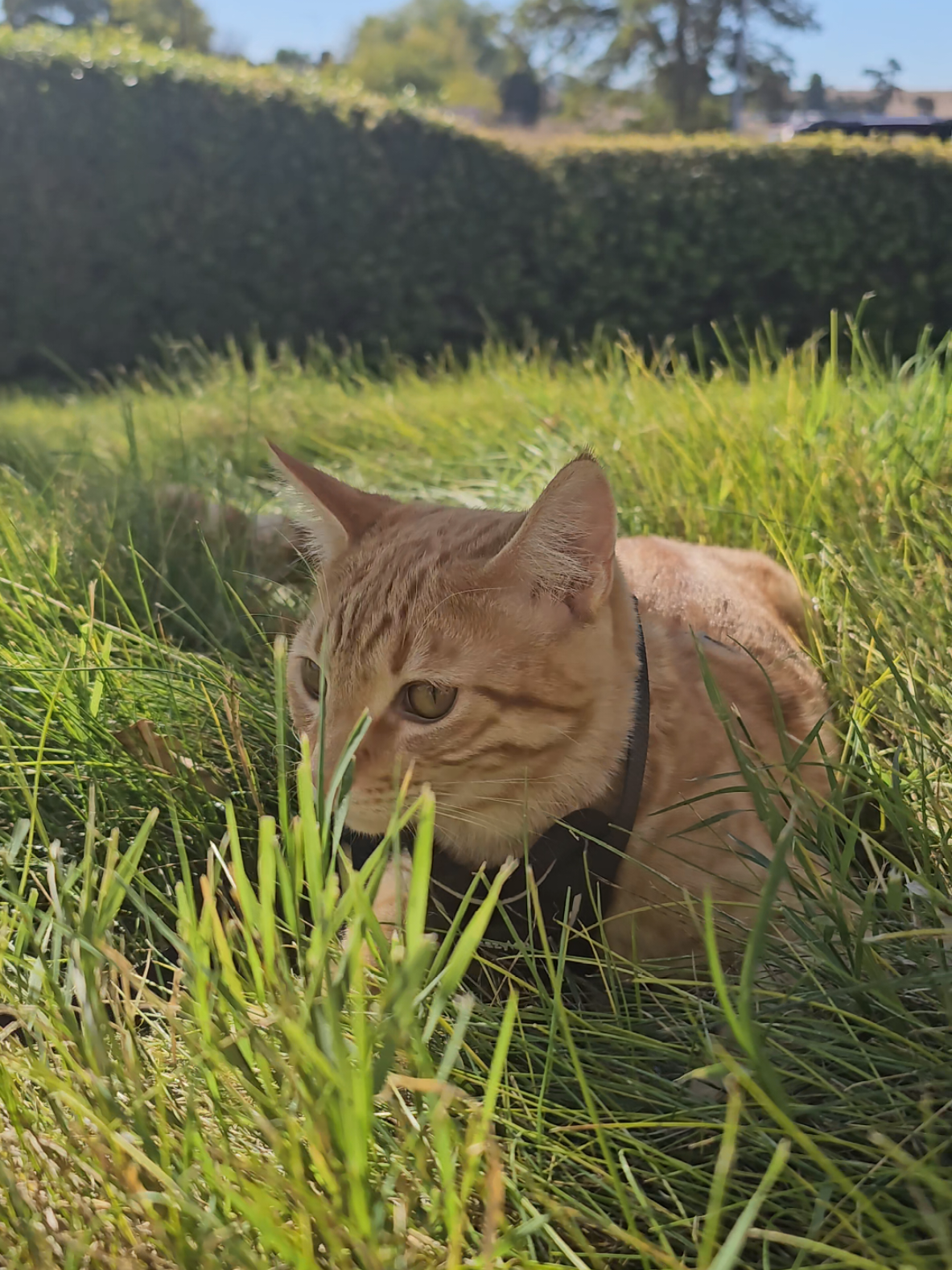 Apollo 🐈 got this in amazon.The best thing I ever did now, I don't have to worry about him running away or anything 