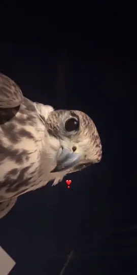 #العين عين الحر في الوصف الفريد 🦅#صقر #