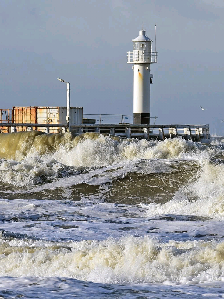 Vidéo des méduses échouer sur la plage avec la tempête. 🌊🌬 #pourtoi #video  #nature #belgique #vent 