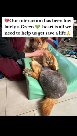 Heartbreaking update on Joan 😔💔... Despite my best efforts, I couldn't raise the $400 needed for her tumor surgery 🤕💸. I'm reaching out for help - every little bit counts! 💕 Can you spare a few dollars to give Joan a second chance? 🐴❤️ #JoanNeedsHelp #DogRescue #DonateToday