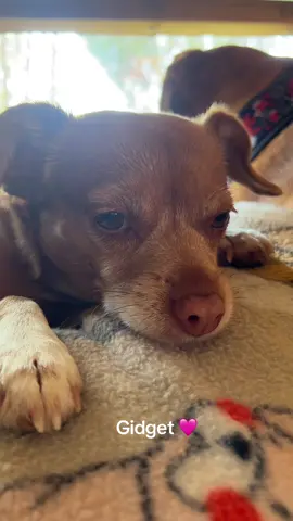 🙌🏻 #chihuahua #chihuahuastiktok #dogmom #people #dogsoftiktok 