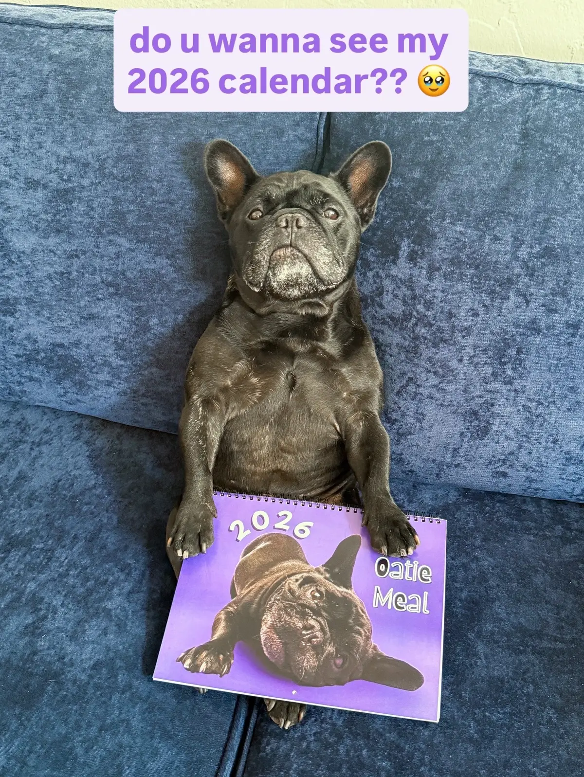 Get ur Oatie calendar at the link in our bio! 💜 (the perfect pawliday present hehe) 🎁 #dogcalendar #dogsoftiktok #dog #frenchbulldog #frenchie Frenchie calendar French bulldog calendars gifts for dog lovers holiday gift ideas for dog moms