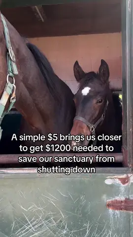 A simple $5 brings us closer to get $1200 needed to save our sanctuary from shutting down#fyp #viral #goviral #horses #newyork 