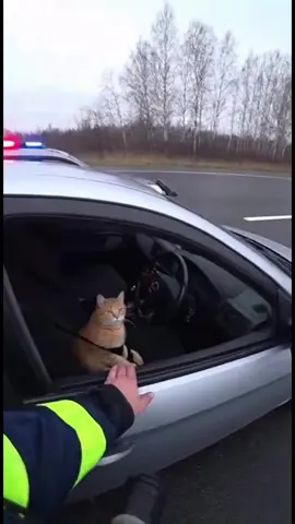 Остановили... кота!😂🚘 #кот #котза #котик #полиция #рек 