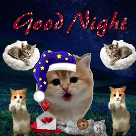 Good night 💤😴#sillycatsoftiktok #catsofttiktok #sillycat #catlover #cattok 