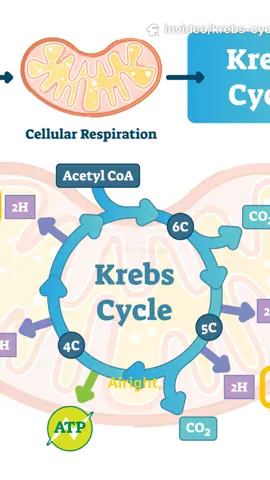 Quick, visual 2-minute breakdown of the Krebs (Citric Acid) Cycle made for AP Bio students—using step-by-step stock footage and clear labels to keep the whole process simple. Learn how acetyl-CoA enters the mitochondria, how carbon molecules are rearranged, where NADH, FADH2, and ATP are produced, and how CO2 is released. Perfect for exam review or last-minute study. Visual cues and on-screen summaries make complex reactions easy to remember. Like & share if this helped you ace your review! Keywords: Krebs cycle, citric acid cycle, cellular respiration, mitochondria, NADH, FADH2, ATP, AP Biology. #KrebsCycle #APBio #CellularRespiration #BiologyTok #StudyTok