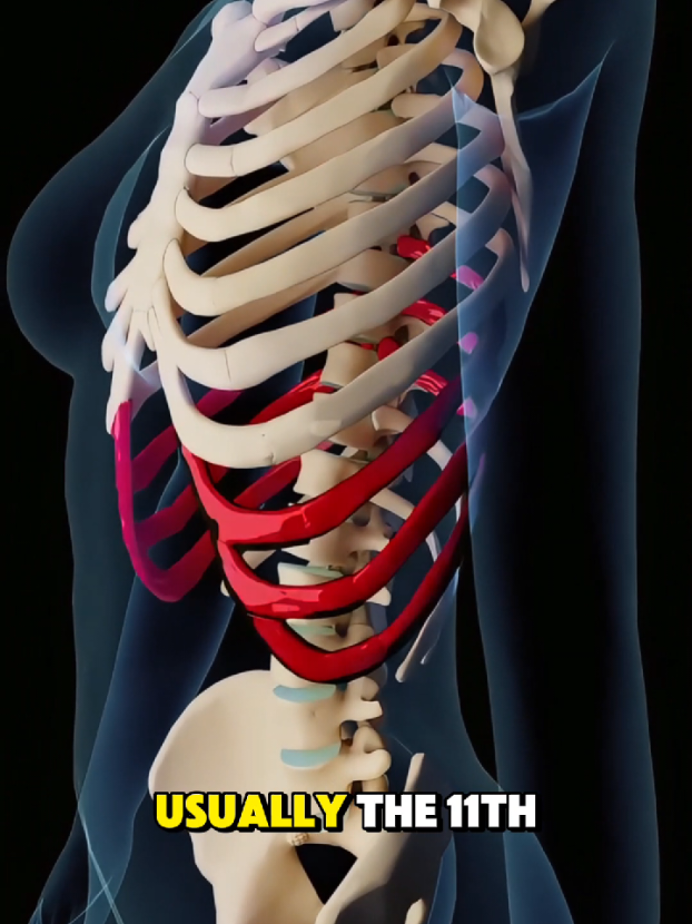 How Rib Remodeling Surgery Is Done — What Actually Happens Inside Your Chest. #RibRemodeling #BodySculpting #PlasticSurgery #CosmeticProcedure #MedicalAnimation 