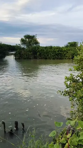 sampe kering gigi🤣 #mancingmania #mancingliar #baramundi #fypage 