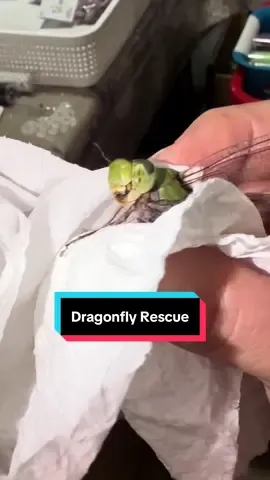 So last night, I did a thing… #dragonfly #dragonflyrescue #bugs #fyp #bugsoftiktok 