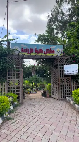 🍃💚🪴    #تغذية  #fyp #foryoupage #explore 