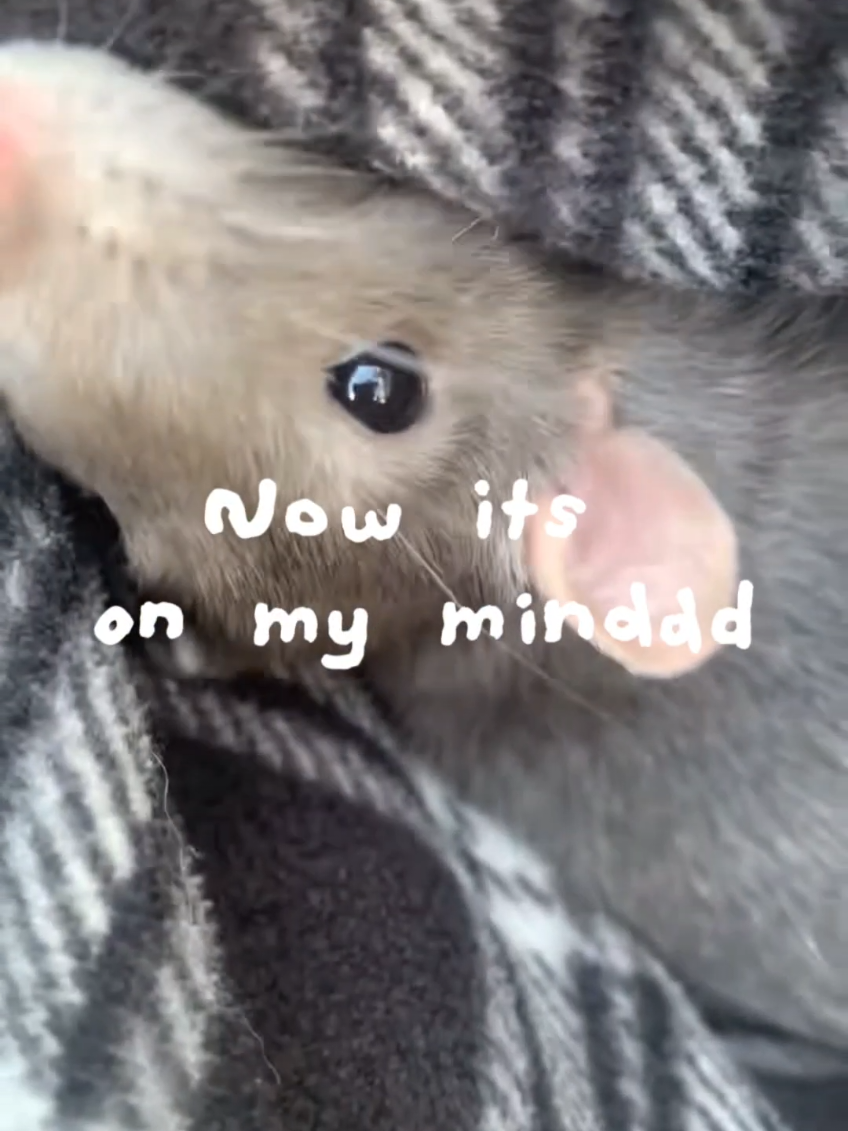 MICEE??!!!#CapCut #piano #breakcore #fy #mouse 