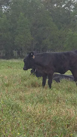 My bad, it'll happen again #cattle #cow #calf #babycow #livestock 