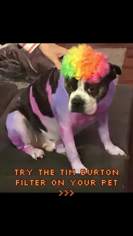 Oh Kookie you sure are a cool dog #halloweenpets #dogcostume #TimBurton #funny #PetsOfTikTok 
