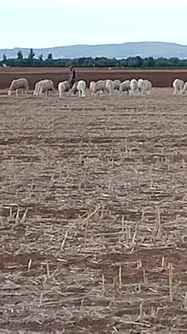 #شعب_الصيني_ماله_حل😂😂 