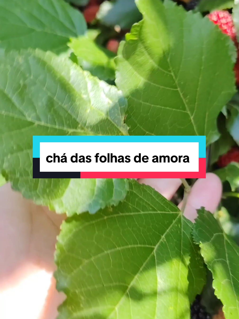 chá de amora #receitasnaturais #benefícios #receitas #saúde #remediocaseiro 