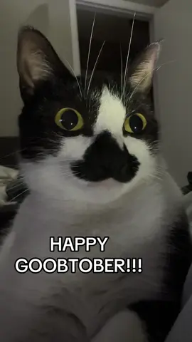 it is officially the MONTH OF THE GOOBAT!!! #goobie #halloween #october #catmeme #catsoftiktok 