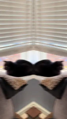 “Sometimes my brother Diesel gets annoyed with me” #catsoftiktok #catpeople #kittensoftiktok #blackcatsoftiktok 