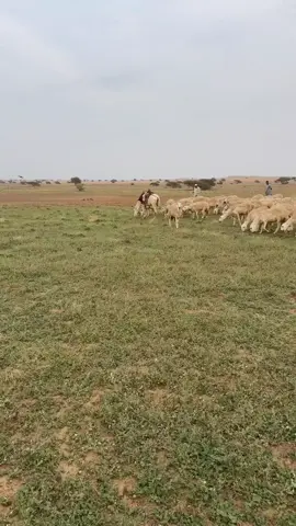 #الوسميات 