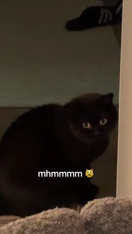 It’s ✨ tiiiiiime ✨ he is back #mugumeow #gugucat #britishshorthair #catsoftiktok 