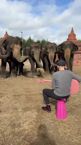 Quand ils se mettent à chanter 😭❤️‍🩹  Merci @Pairi Daiza pour l’accueil 🫶 #animaux #elephant #elephants 