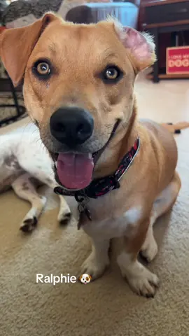 #dogsoftiktok #hounddog #like #followme #tiktok 