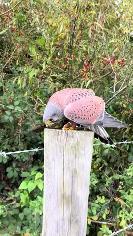 Molko was a bit impatient today in the field!  #eurasiankestrel #birdsofprey #falcon #falconry #birdsoftiktok 
