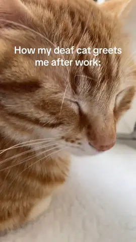 … he wouldn‘t, if i didn‘t wake him 😪 . . . #fyp #cat #cats #catsoftiktok #kitty
