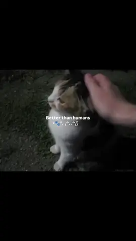 animal better than human's..!! #life #alone #animals #cats #peaceful #viralvideo #foryou #fypage #fypシ゚ 