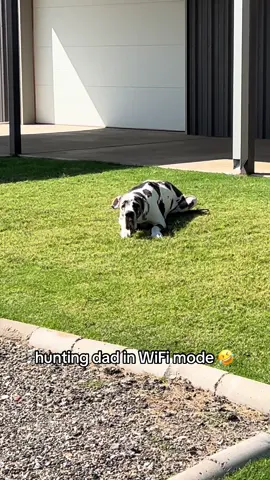 he is the essence of grace and all things speed ✨💀 #fyp #dogsoftiktok #greatdane 