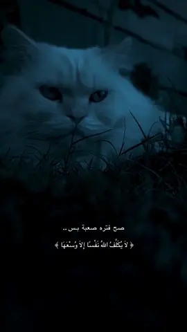 #تصويري_احترافي_الاجواء👌🏻🕊😴 #تصميم_فيديوهات🎶🎤🎬 #A 