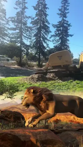 Insano_H1🇲🇽, gracias por tu valioso apoyo en mi LIVE. Seguiré esforzándome para crear contenido LIVE aún mejor.#tiktoklive #livehighlights #livegift #lion #león 