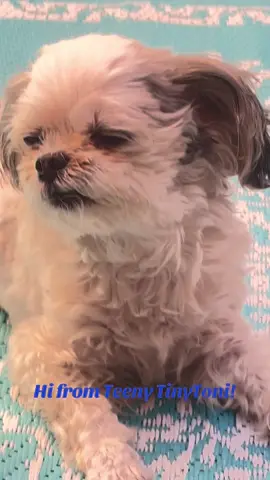 #tonithedancingdog #shihtzusoftiktok #animals #cheerup 