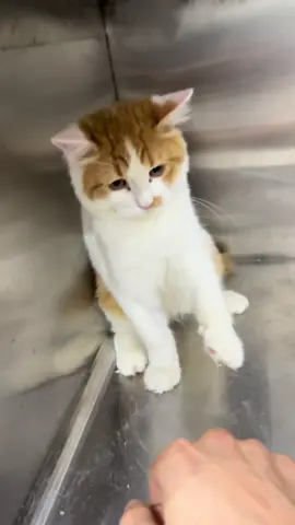 #الأحساء_الهفوف #عيادة_وليف #cute #cat 