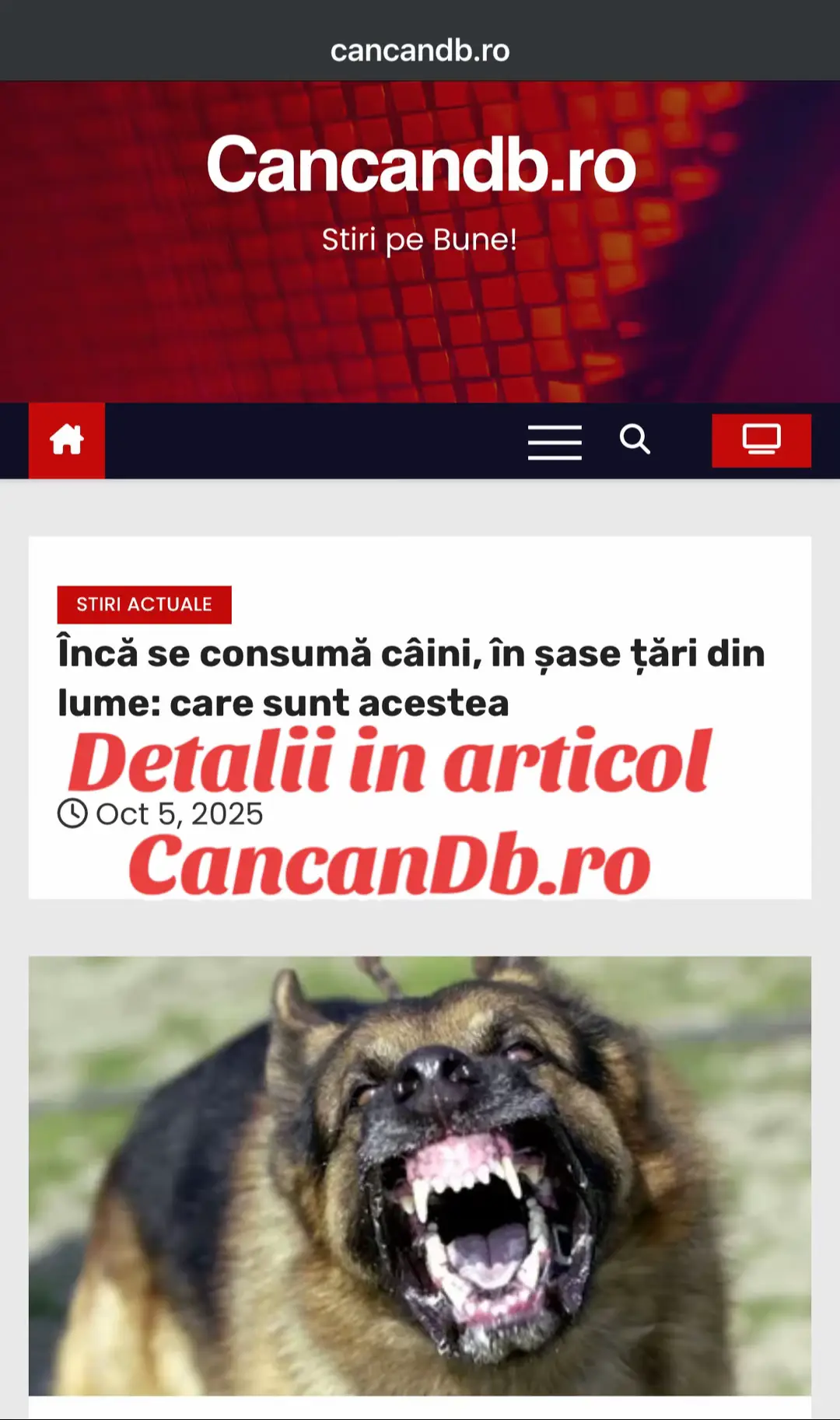 Plimbându-se pe străzile din unele țări asiatice, turiștii pot vedea o priveliște îngrozitoare – tarabe cu carne de câine. Acest lucru provoacă un șoc cultural pentru europeni, pentru care un câine este un prieten și un membru al familiei. Cu toate acestea, iubitorii de carne de câine ridică din umeri: potrivit lor, nu este mai rău decât să mănânci carne de porc sau de vită. La urma urmei, porcii și vacile pot fi și ele ținute ca animale de companie. Indiferent de părerea noastră, există țări în lume unde oamenii mănâncă și acum câini. Și aproape toate sunt situate în Asia, unde câinii au fost tratați timp de secole exclusiv ca animale de fermă. Iar carnea de câine era considerată carne sănătoasă și ieftină. Ce fel de câini sunt mâncați în Coreea de Nord? Când ne gândim la popoarele care mănâncă câini, primii care ne vin în minte sunt nord-coreenii. În cultura coreeană, aceste animale au fost mult timp considerate o sursă accesibilă de hrană. Există puține informații oficiale despre consumul de câini în Coreea de Nord, deoarece țara este izolată de restul lumii. Însă se știe de la cei câțiva turiști și refugiați că există un astfel de obicei. Iar soldații RPDC care luptau de partea Rusiei împotriva Ucrainei, aveau cu ei carne de câine din conservă . Tradiția chiar stabilește ce câini sunt consumați în Coreea. Această rasă se numește Nureongi și este crescută în ferme speciale pentru câini. Carnea sa este considerată de coreeni foarte nutritivă și bună pentru sănătatea plămânilor. Unde sunt mâncați câinii în lume – lista țărilor Este important să înțelegem că, chiar și în regiunile în care consumul de carne de câine este considerat acceptabil din punct de vedere cultural, carnea de câine nu este un fel de mâncare obișnuit. Tradiția este respectată în mare parte de persoanele în vârstă, în timp ce generația tânără refuză astfel de alimente. Prin urmare, ideea că toți asiaticii consumă câinieste un stereotip. Coreea de Sud Timp de mulți ani, sud-coreenii au crescut câini pentru carne și i-au pregătit pentru diverse festivaluri. Cu toate acestea, acest obicei devine de domeniul trecutului. Tinerii coreeni împărtășesc din ce în ce mai mult valorile europene și refuză carnea de câine. În 2024, Coreea de Sud a interzis uciderea câinilor pentru carne, iar interdicția va intra în vigoare în 2027. Vietnam Aceasta este o altă țară în care carnea de câine este consumată la scară relativ mare. Nu este un fel de mâncare obișnuit, ci mai degrabă un ritual. Vietnamezii cred că o astfel de carne aduce noroc. China În această țară, obiceiul de a mânca câini există de mii de ani, chiar înainte de formarea unor țări europene. Prin urmare, chinezii renunță încet și cu reticență la acest fel de mâncare. Chiar și astăzi, orașul Yulin organizează un festival al cărnii de câine, a cărui interzicere este cerută de activiștii pentru drepturile animalelor. Filipine Consumul de carne de câine este oficial interzis, dar este încă practicat ilegal. Anterior, pentru populațiile locale, acest aliment era considerat parte a bucătăriei lor tradiționale. Indonezia Țara este predominant musulmană și interzice strict consumul de carne de câine. Cu toate acestea, unele insule găzduiesc grupuri etnice care nu practică islamul și consideră carnea de câine o sursă de „virilitate”.