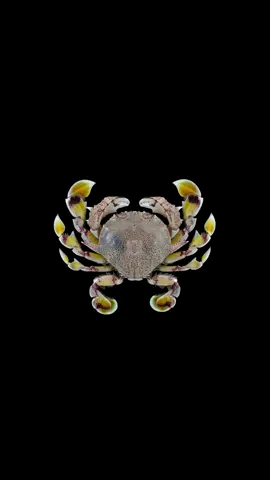 Neon Crabs Genesis In the slow movement of time the crab became one of nature's favorite shapes through ages many creatures turned into its form again and again this repeating path is called carcinization long bodies folded tails hid beneath armor legs grew sideways and the sea kept the design from deep water to rocky coast the crab stayed perfect for survival it is a reminder that even evolution loves to return to what works the crab is not an accident but a memory of nature itself The video uses photographs by Arthur Anker, but and other photographers #crab #nature #ocaesthetic #sea 